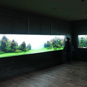 Amano aquascaped aquariums