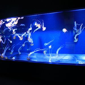 Jellyfish tank