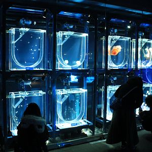 Jellyfish tanks