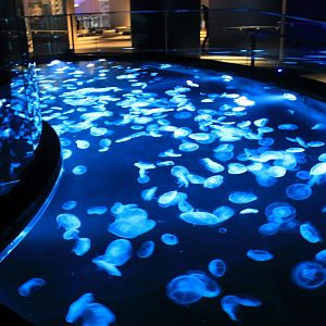 Jellyfish pool