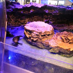 South American Fur Seal exhibit