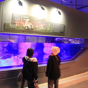 South American Fur Seal exhibit