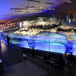 Magellanic Penguin exhibit