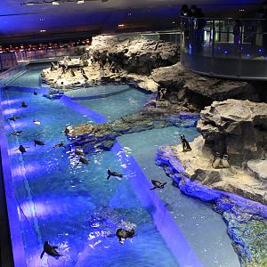 Magellanic Penguin exhibit