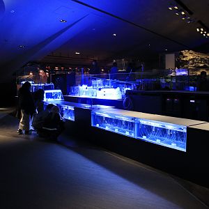 Jellyfish life-cycle tanks