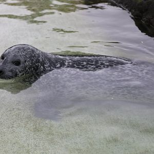 Eastern Atlantic harbour seal (Phoca vitulina vitulina)