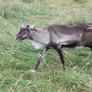 reindeer (Rangifer tarandus)