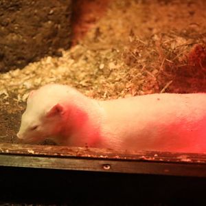 American mink (Neogale vison)