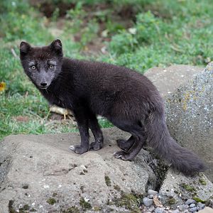 Arctic fox (Vulpes lagopus)