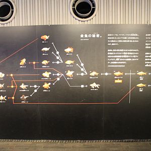 Evolution of goldfish breeds in Japan