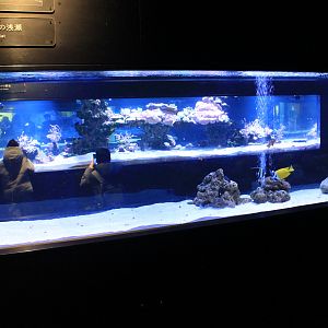 Tropical marine tanks