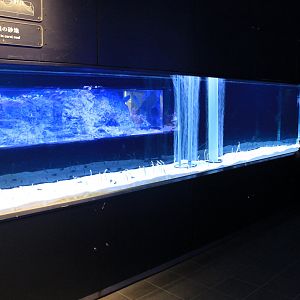 Garden Eel tank