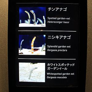 Signage example (for Garden Eels)