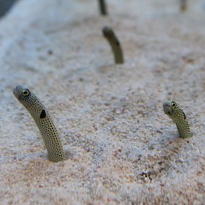 Spotted Garden Eel (Heteroconger hassi)