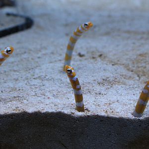 Splendid Garden Eel (Gorgasia preclara)