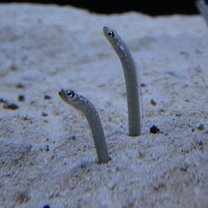 White-spotted Garden Eel (Gorgasia maculata)