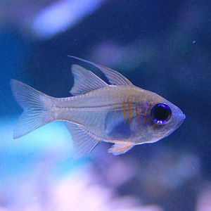 Threadfin Cardinalfish (Zoramia leptacanthus)