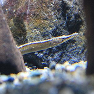 Beady Pipefish (Hippichthys penicillus)