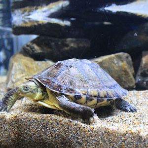 Yellow Pond Turtle (Mauremys mutica)