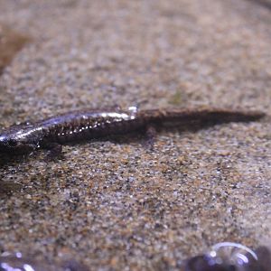 Tokyo Salamander (Hynobius tokyoensis)