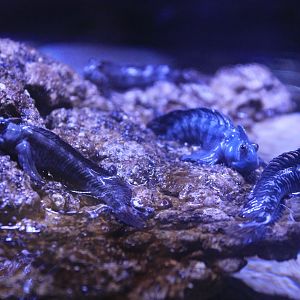 Rockskippers (Alticus orientalis)