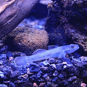 Ogasawara Goby (Rhinogobuis ogasawaraensis)