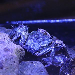 Ogasawara Crab (Chiromantes magnus)