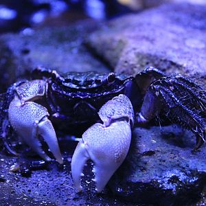 Ogasawara Crab (Chiromantes magnus)