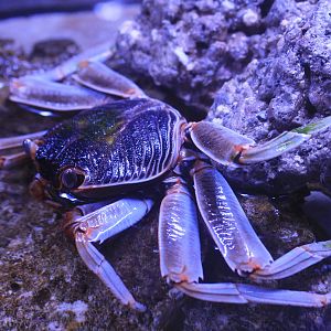 Natal Lightfoot Crab (Grapsus tenuicrustatus)