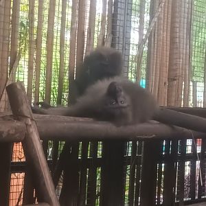 Moor macaque (Macaca maura)