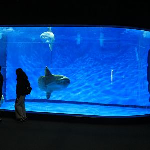 Ocean Sunfish tank