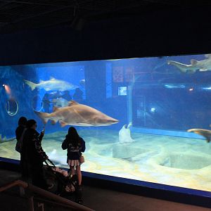 Sand Tiger Shark tank