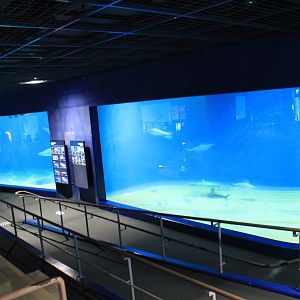 shark tanks
