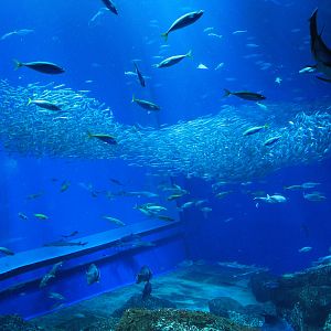 Ocean tank from side-window