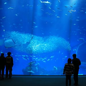 Ocean tank from front window