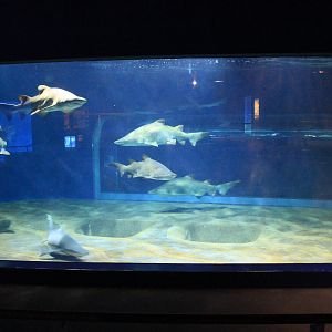 Sand Tiger Shark tank