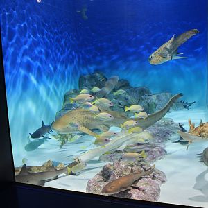 Sharks of the World tank