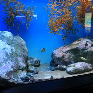 Australian temperate tank