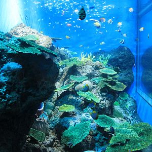 Tropical reef tank