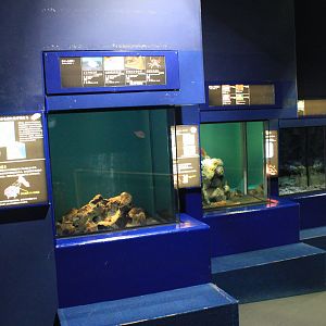 tanks for hagfish and others