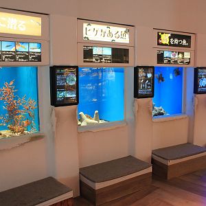 tropical marine tanks