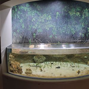 mangroves tank
