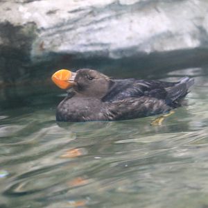Tufted Puffin