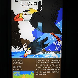 Tufted Puffin signage