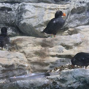 Tufted Puffins