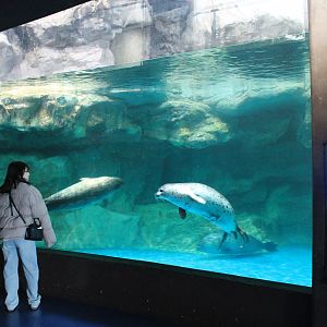 Spotted Seals (Phoca largha)