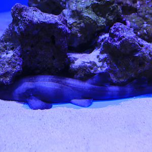Arabian Catshark (Chiloscyllium arabicum)