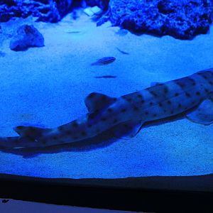 Bali Catshark (Atelomycterus baliensis)