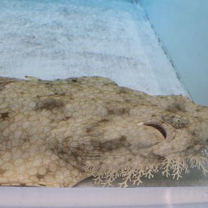 Tasselled Wobbegong (Eucrossorhinus dasypogon)