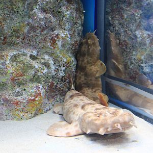 Northern Wobbegong (Orectolobus wardi)